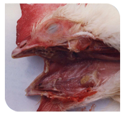 fowl pox gross